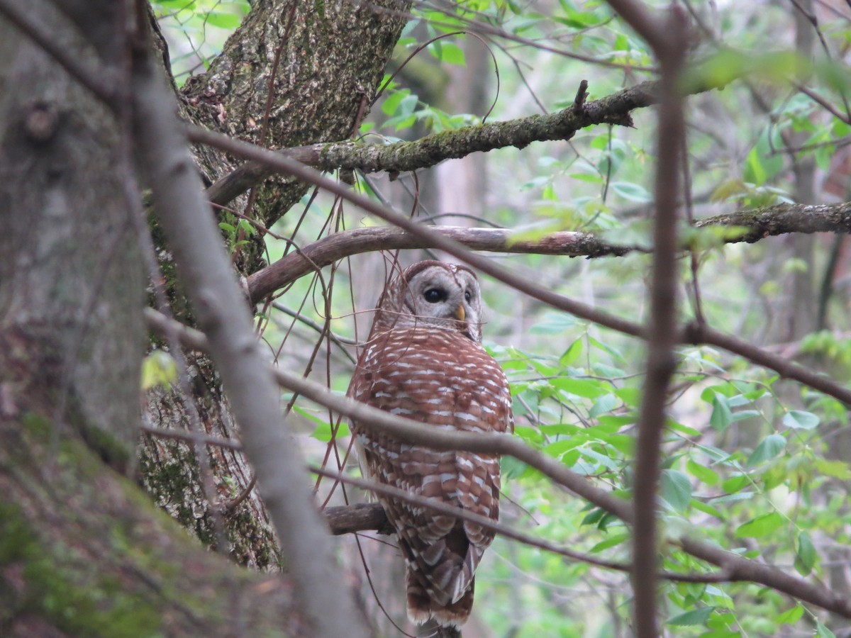 Barred Owl - ML337356971