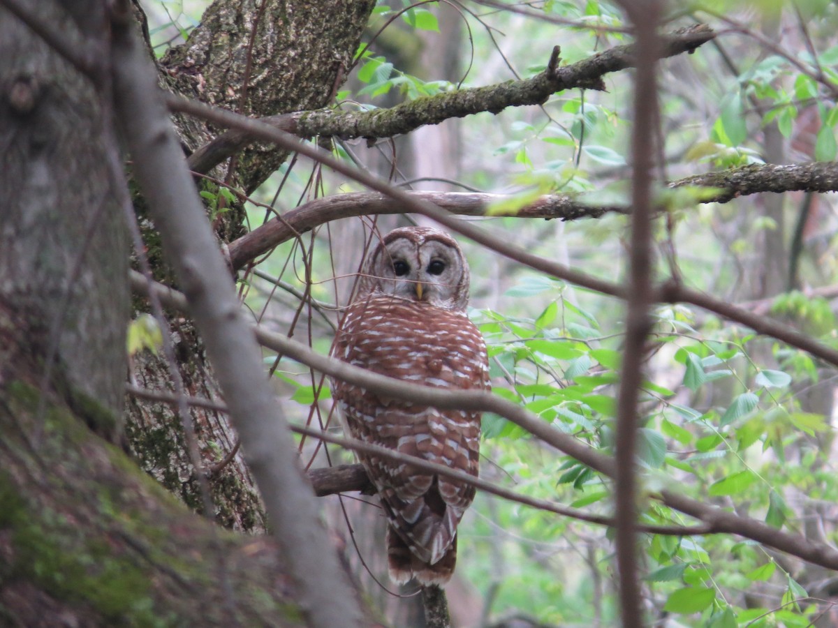 Barred Owl - ML337357001