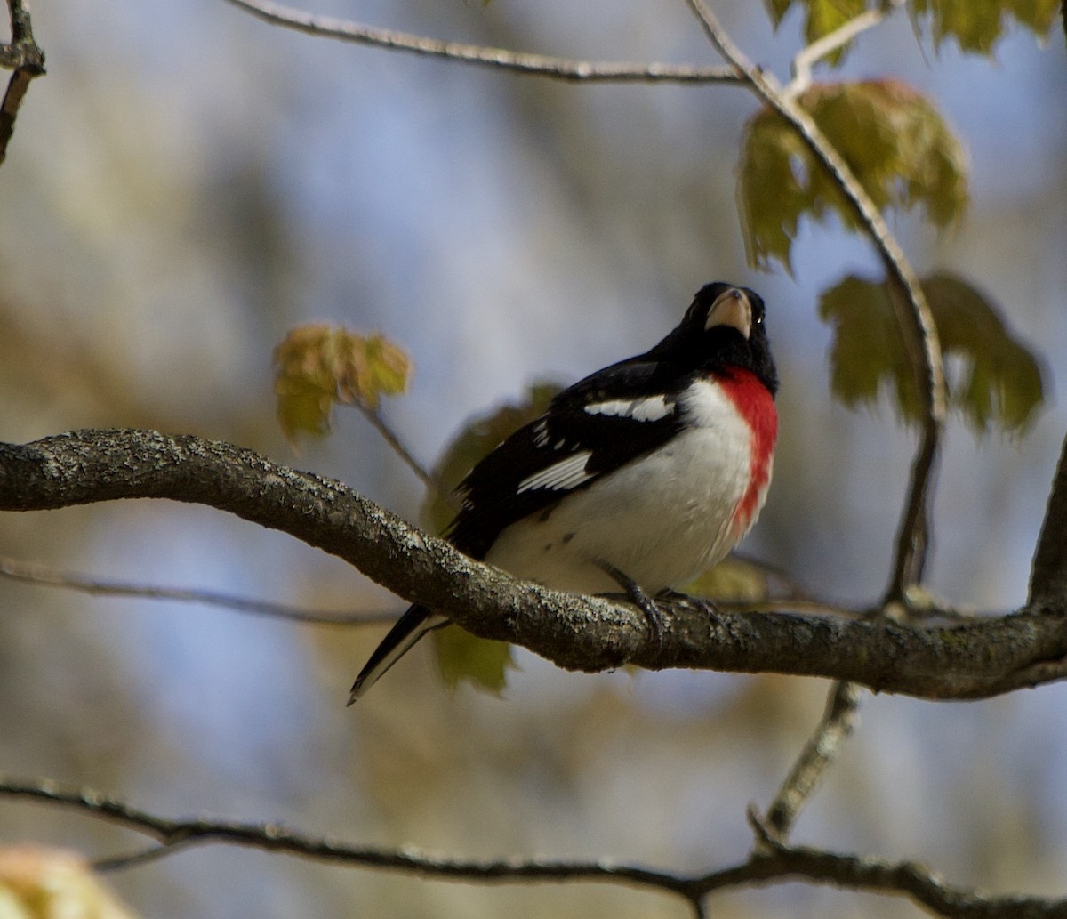 Rose-breasted Grosbeak - ML337357131