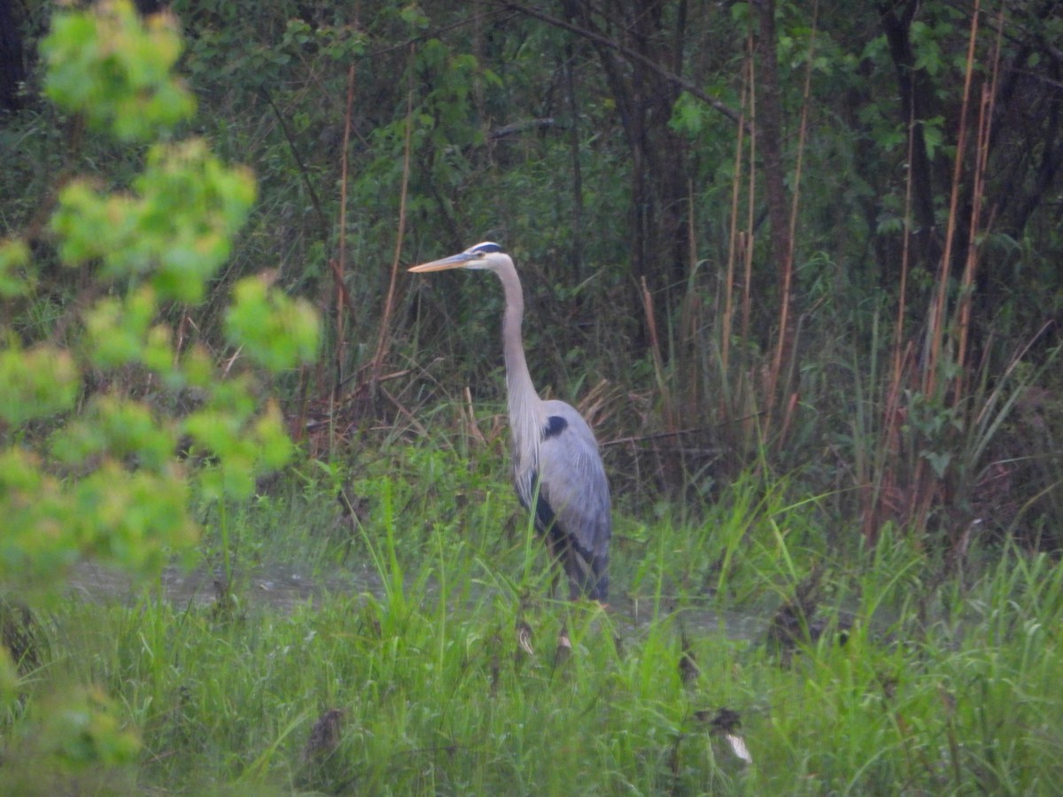 Great Blue Heron (Great Blue) - ML337357691