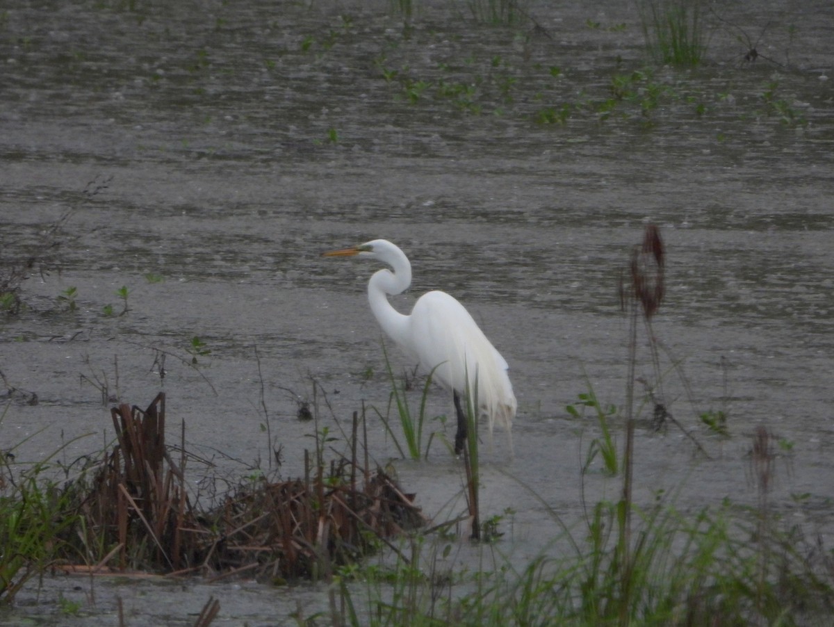 Great Egret - ML337357811