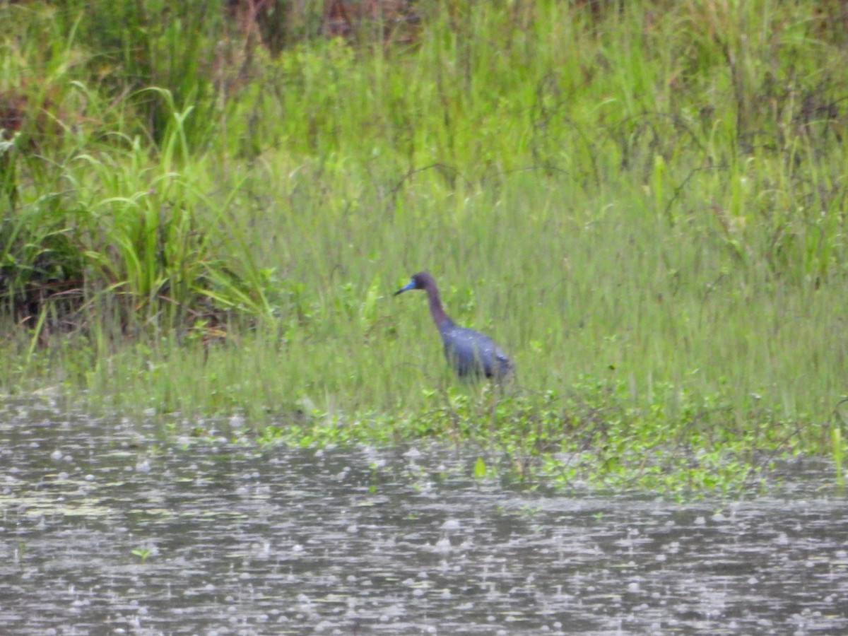 Little Blue Heron - ML337357871