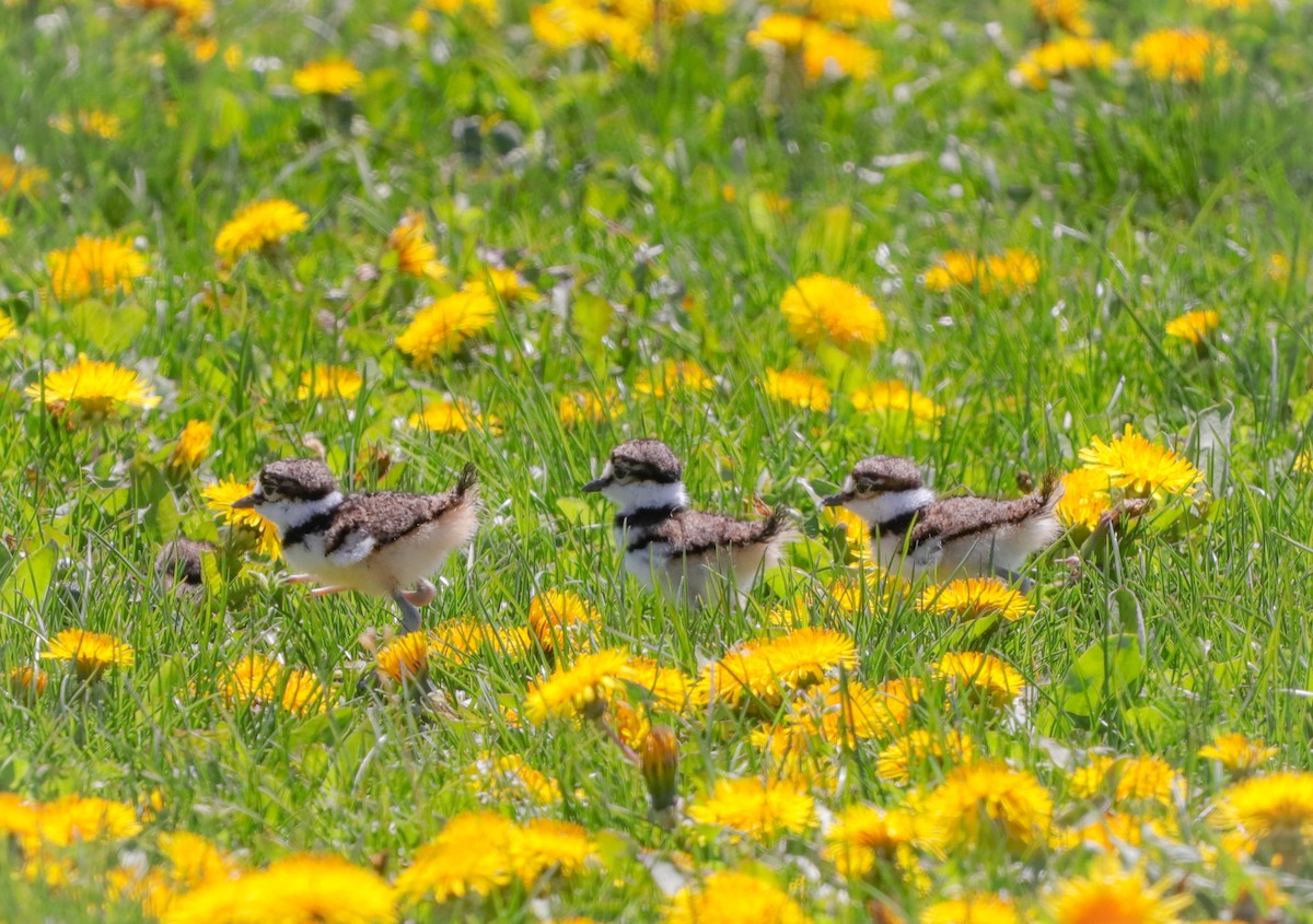 Killdeer - Lisa Bacon