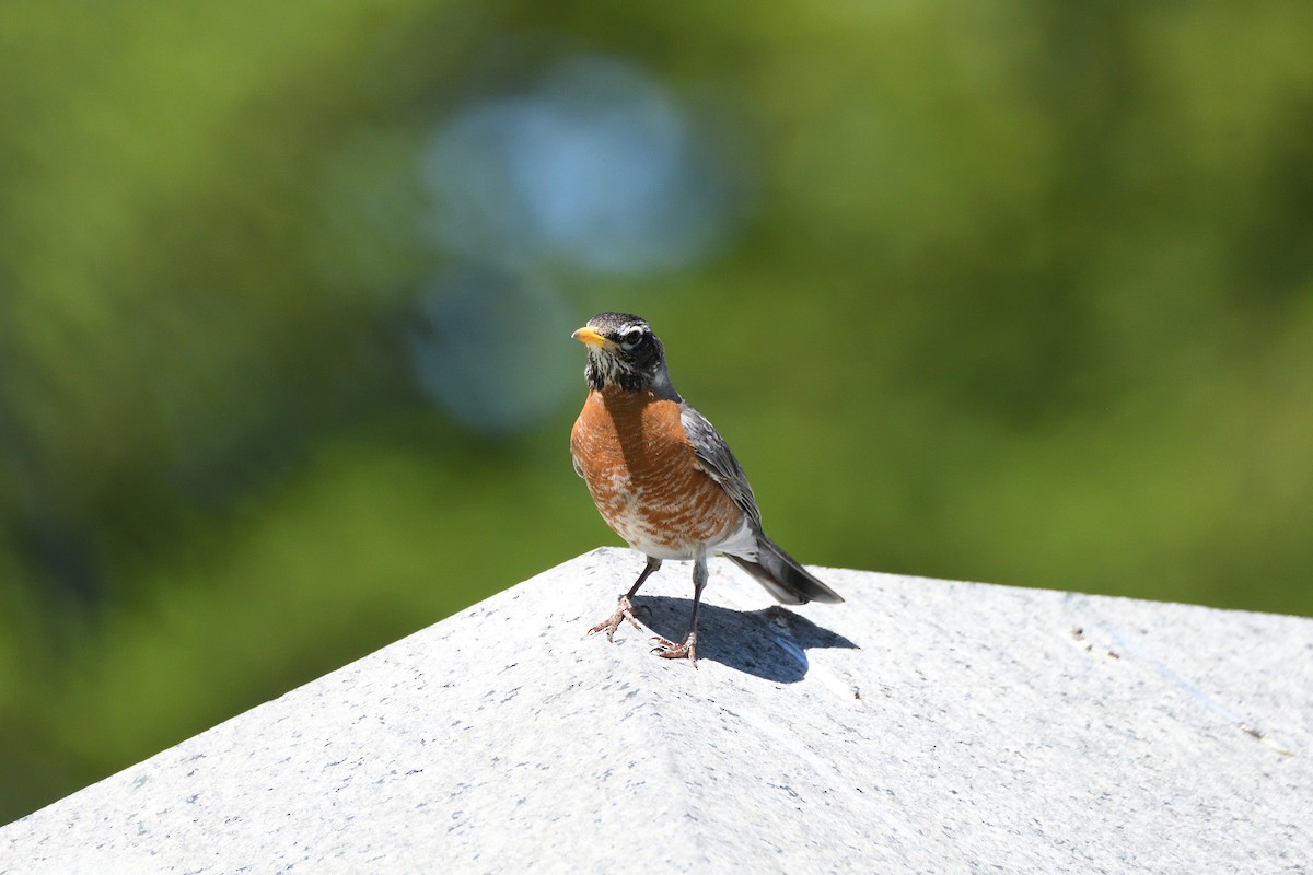 American Robin - ML337358671