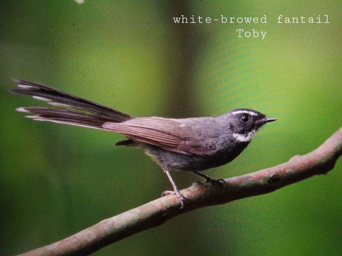 White-throated Fantail - ML337360141