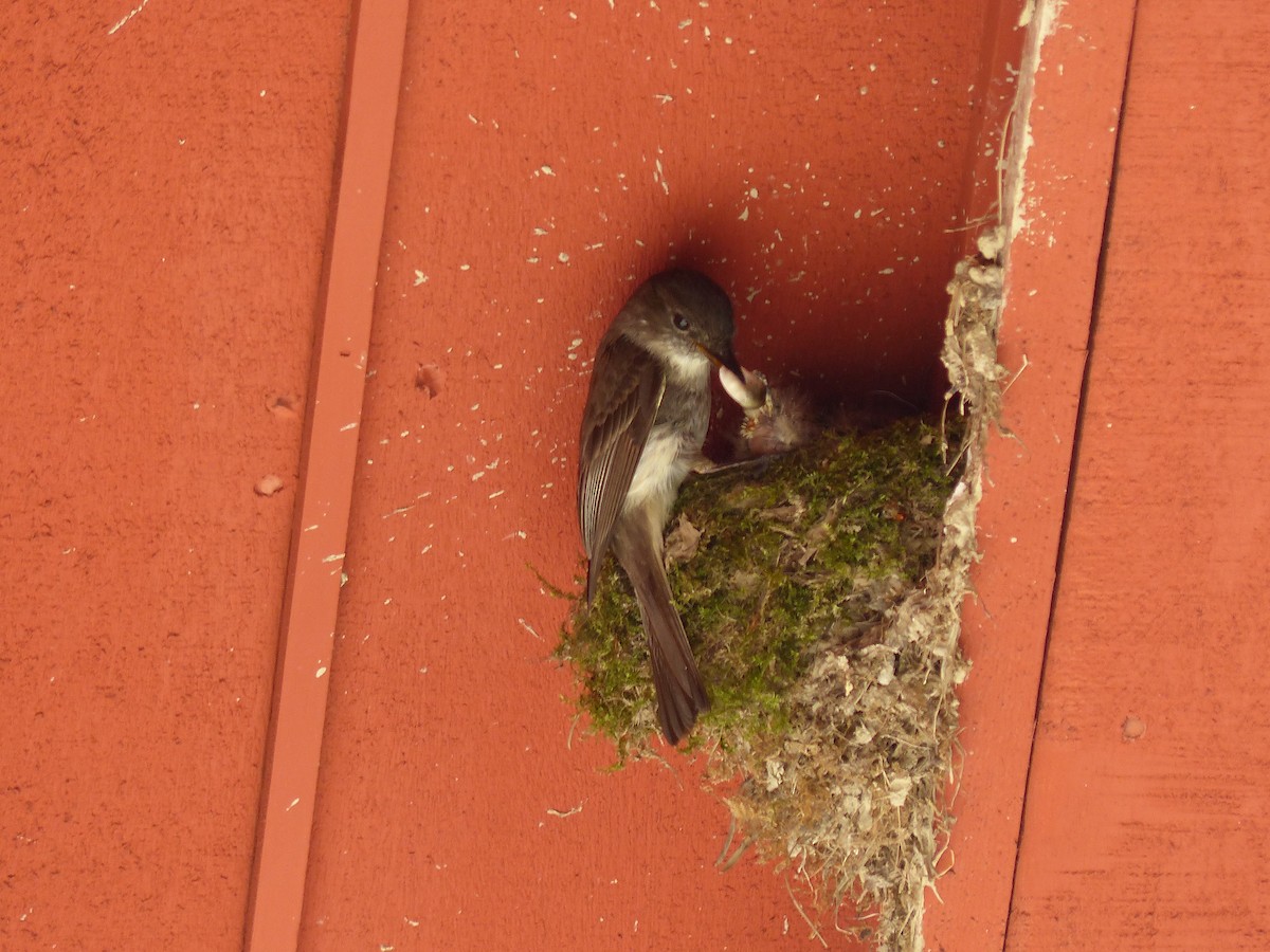 Eastern Phoebe - ML337361561