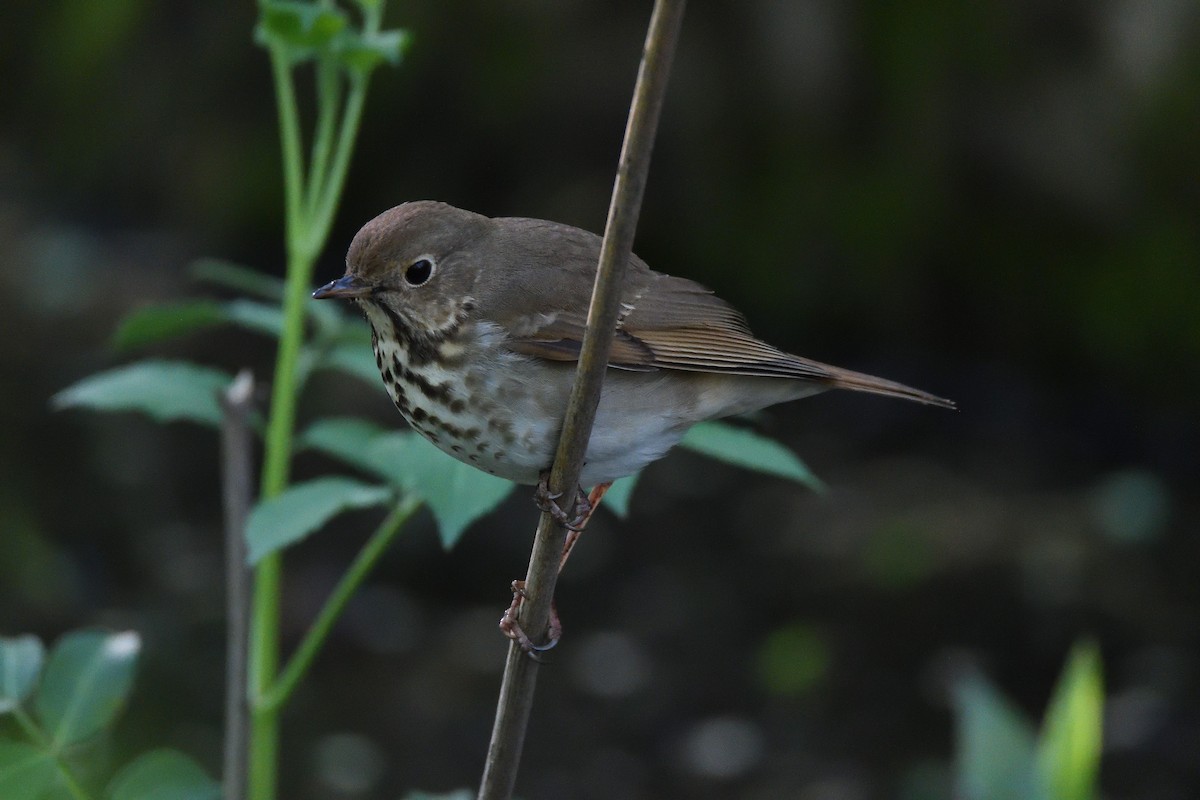 Hermit Thrush - terence zahner