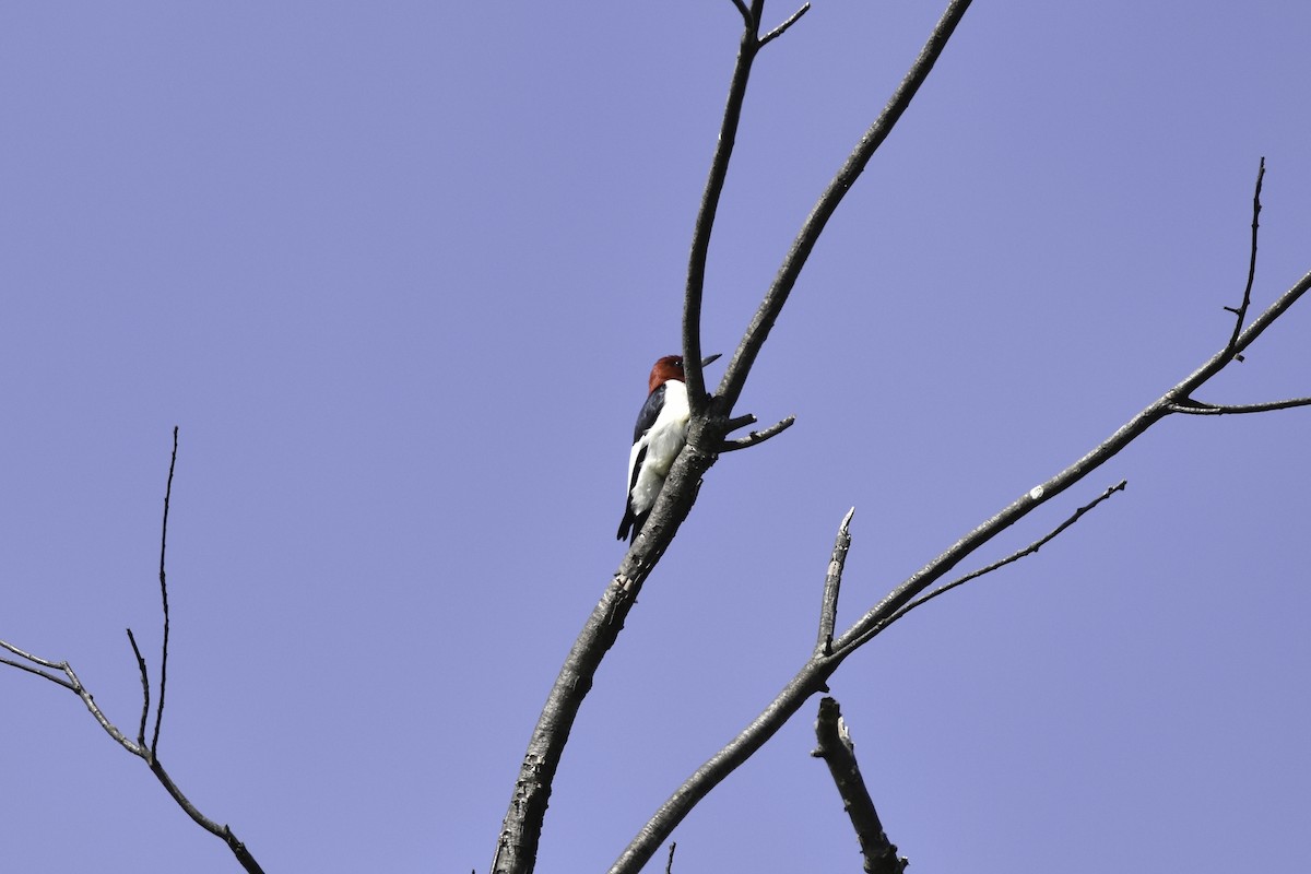 Red-headed Woodpecker - C  Thorn