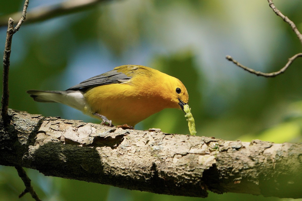 Prothonotary Warbler - ML337367561