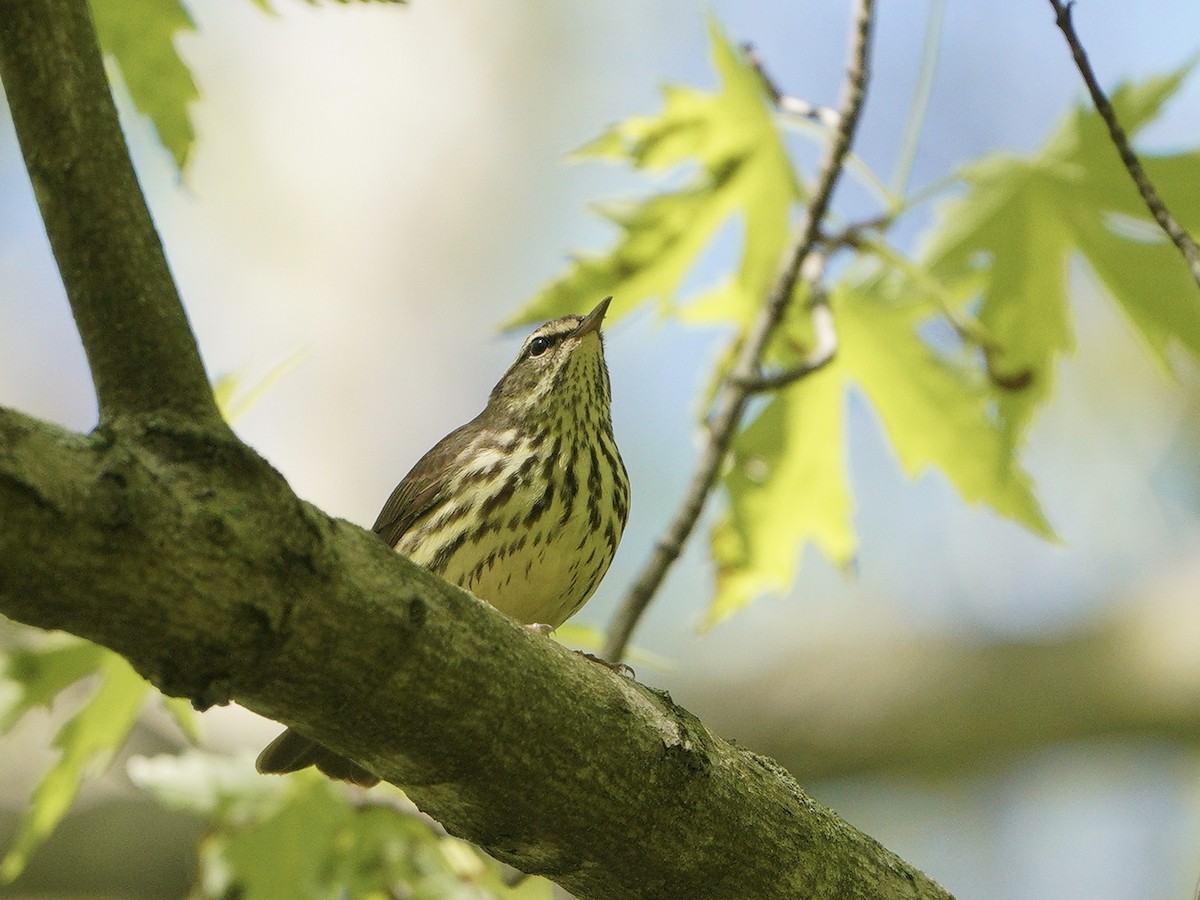 Northern Waterthrush - ML337367741