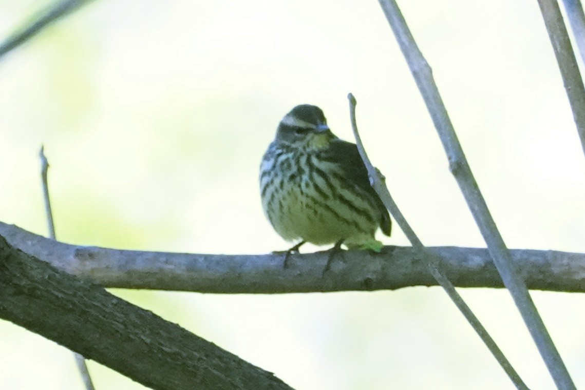 Louisiana Waterthrush - Darrin Menzo