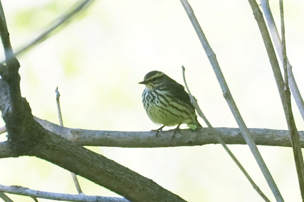 Louisiana Waterthrush - ML337367921