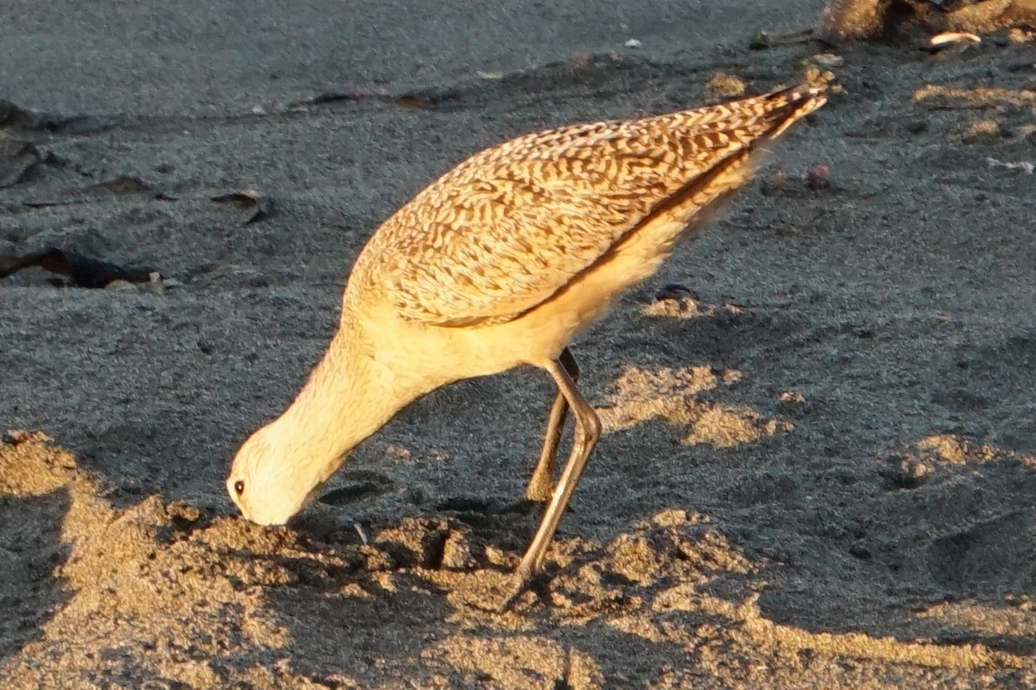 Marbled Godwit - ML337369341