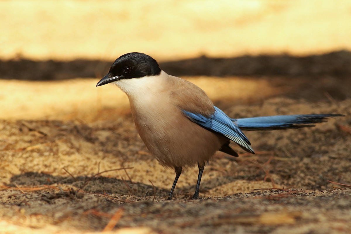 Iberian Magpie - Maciej Kowalski