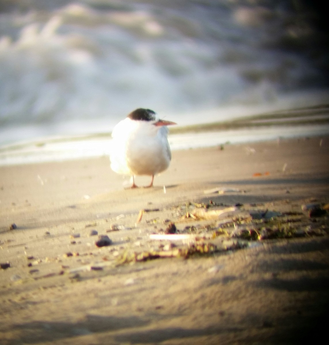 Common Tern - Andrew Stewart