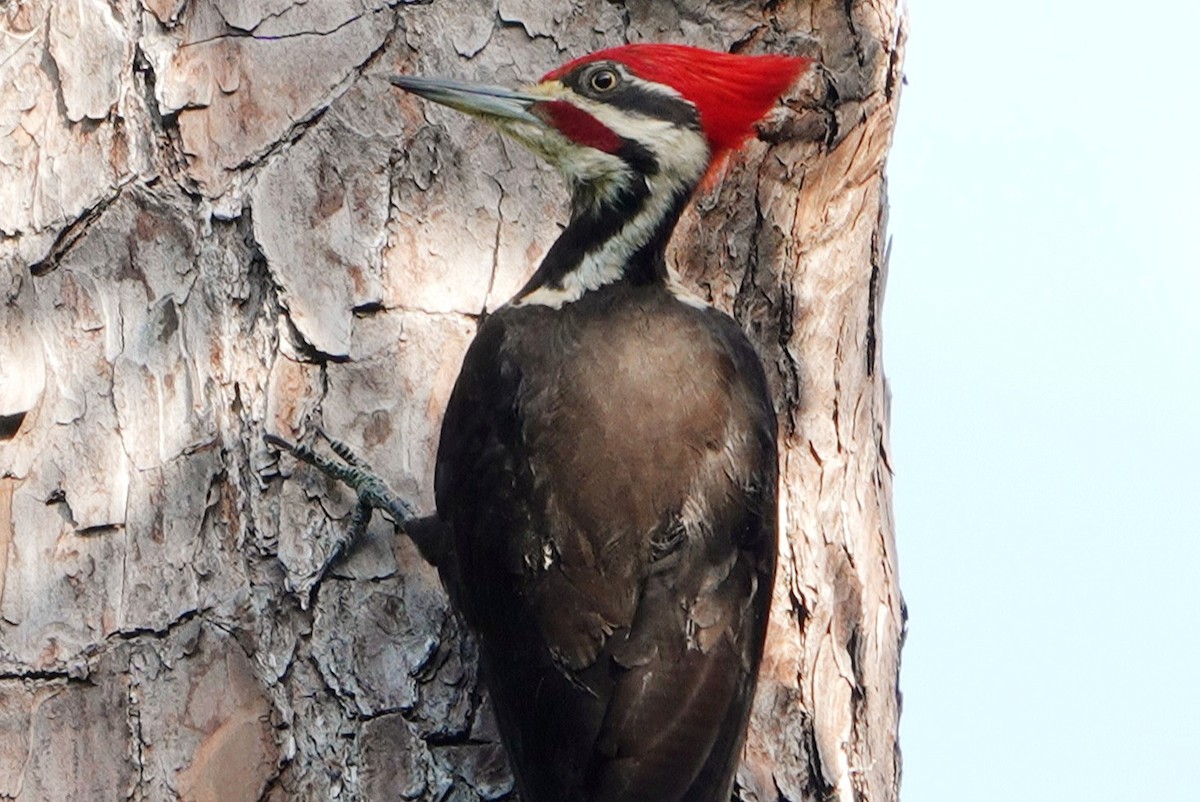 Pileated Woodpecker - deborah grimes