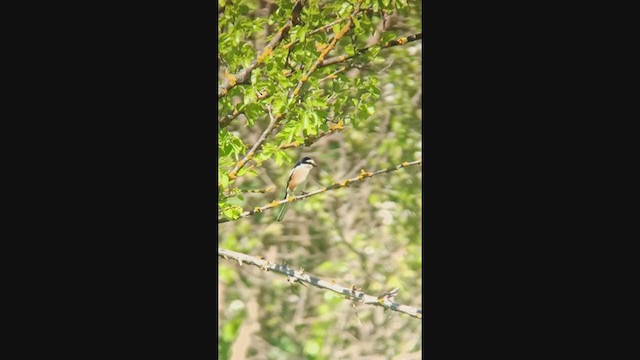 Masked Shrike - ML337373721