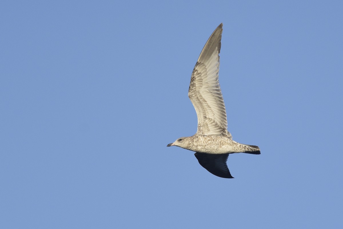 Ring-billed Gull - ML337375171