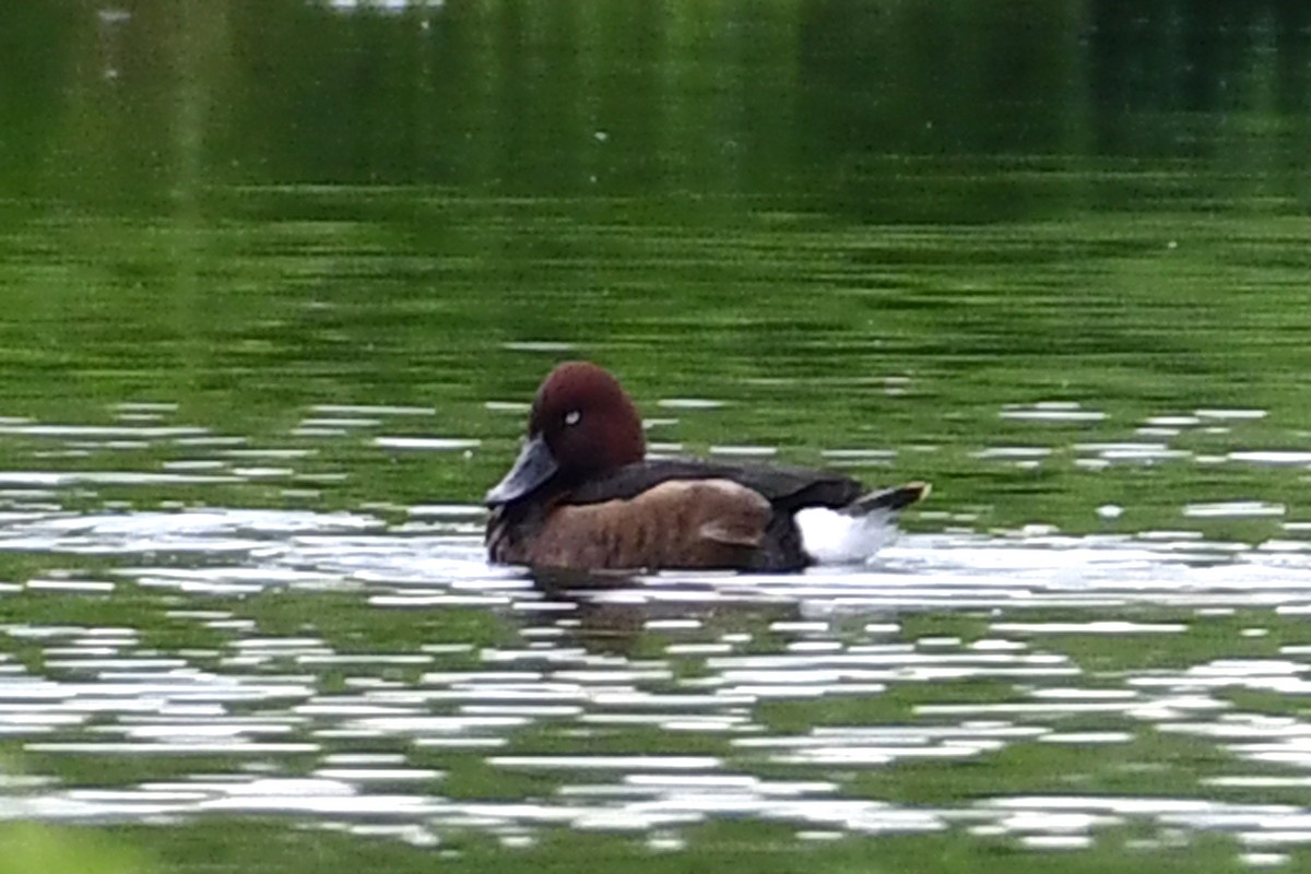 Ferruginous Duck - Gerd Schön