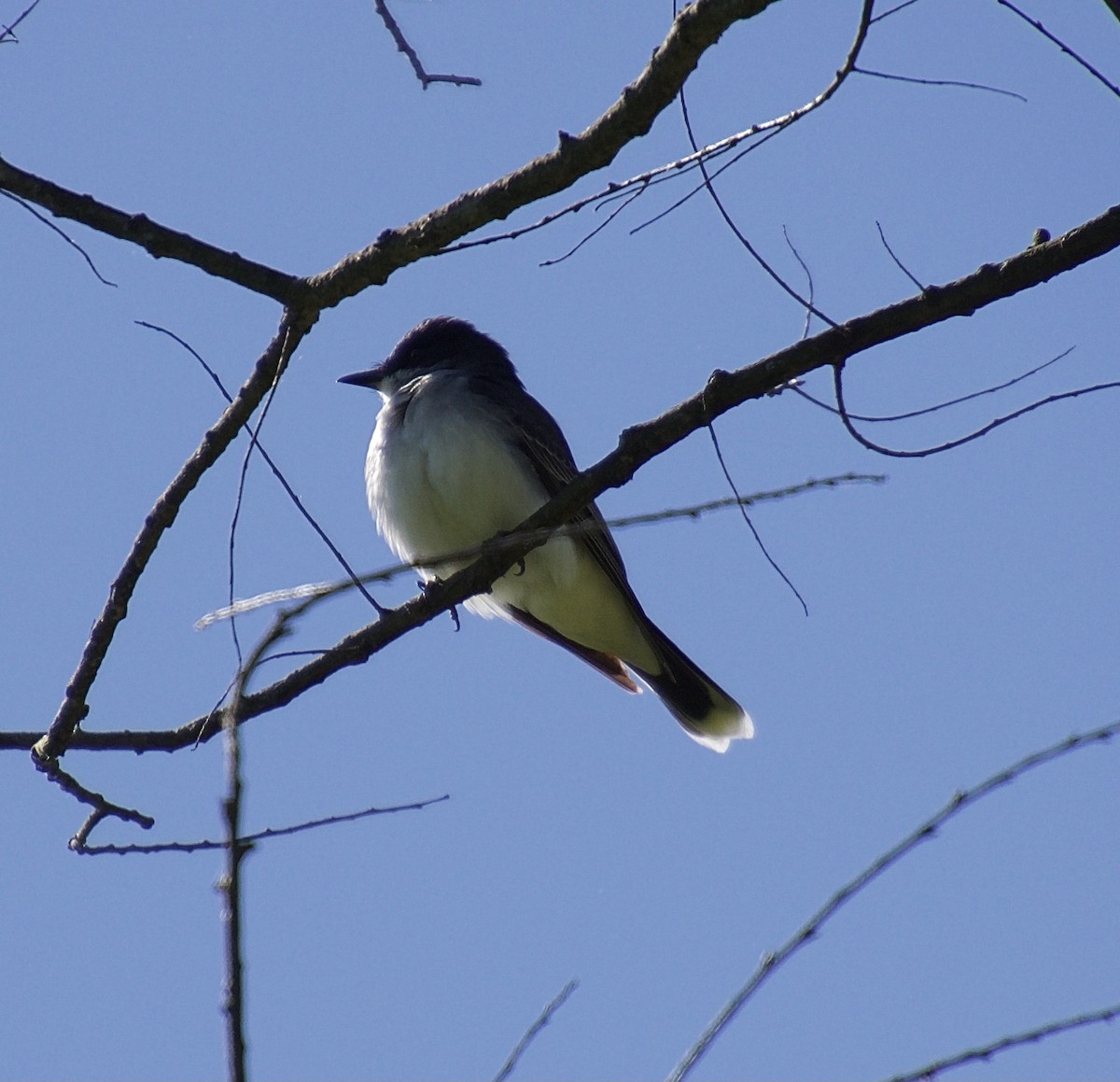 Eastern Kingbird - ML337375731