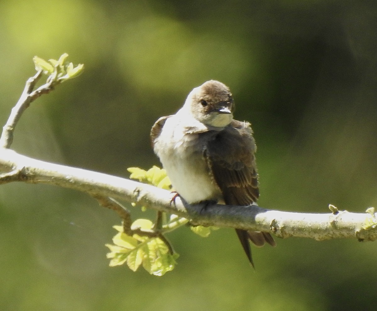 Northern Rough-winged Swallow - ML337375821