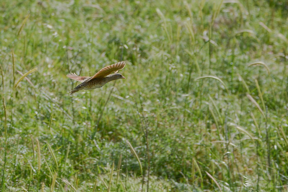 Corn Crake - ML337377661