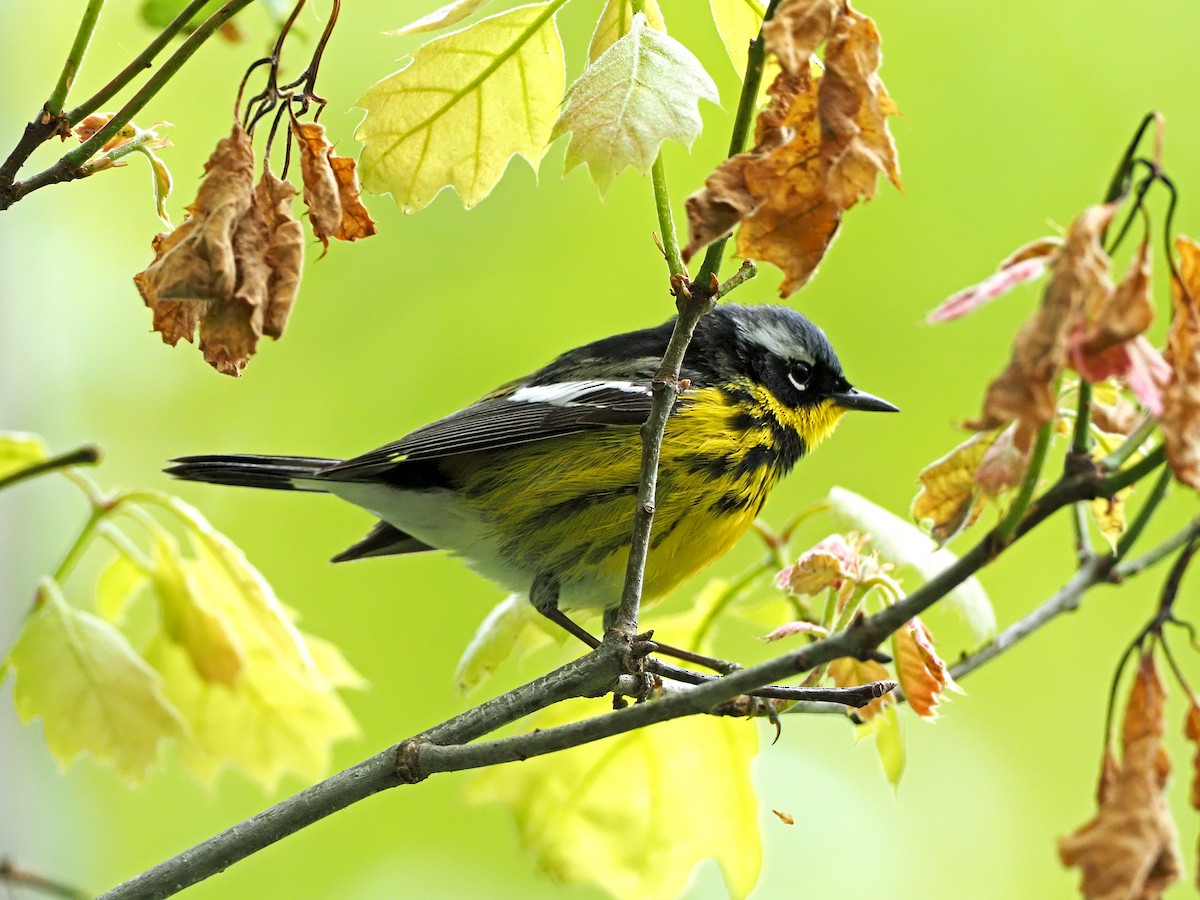 Magnolia Warbler - ML337380131