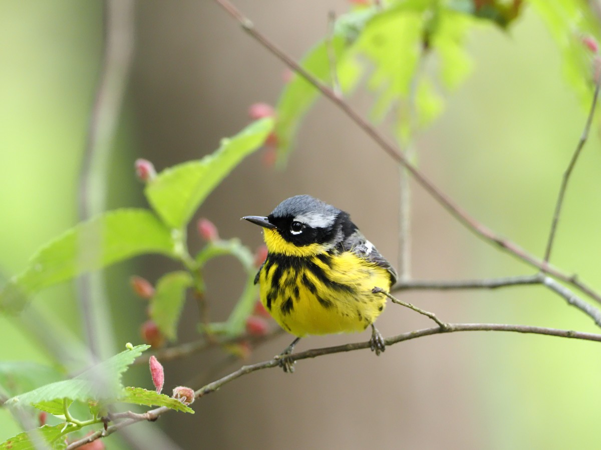 Magnolia Warbler - ML337380431