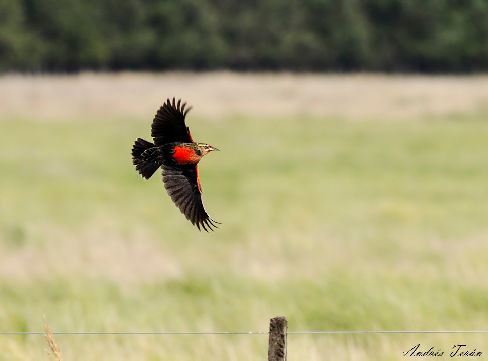 Pampas Meadowlark - ML33738051