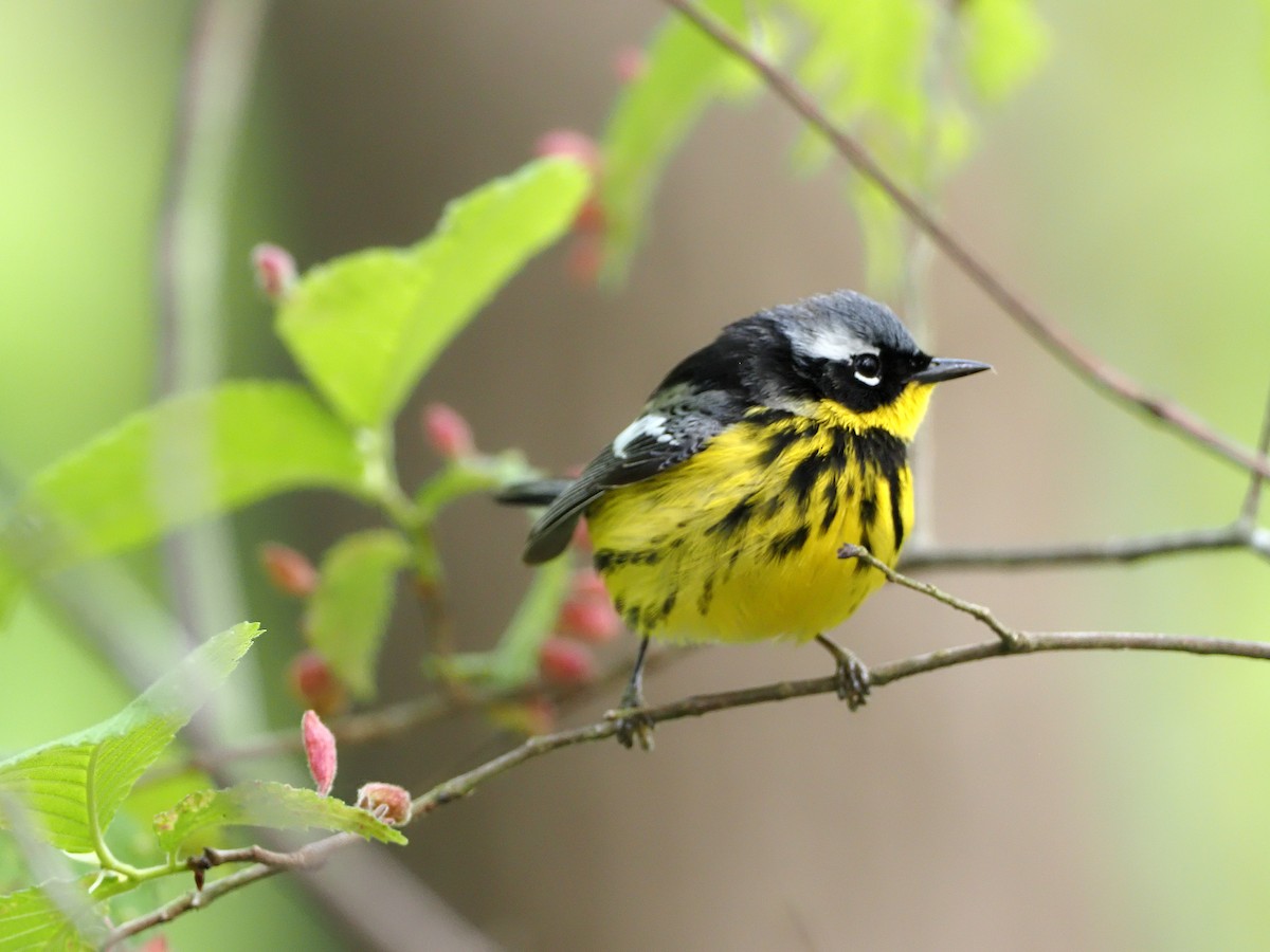 Magnolia Warbler - ML337380851