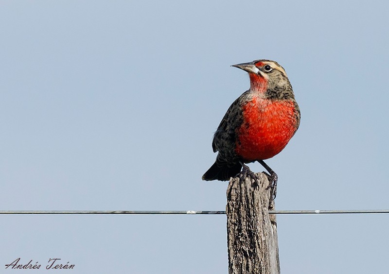 Pampas Meadowlark - ML33738091