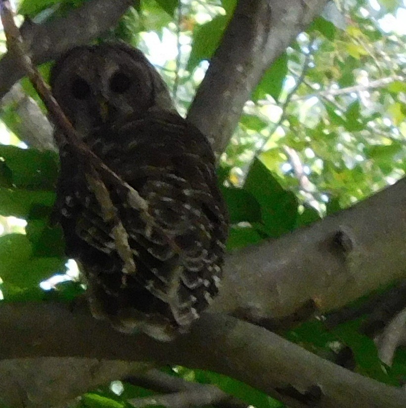 Barred Owl - ML33738141
