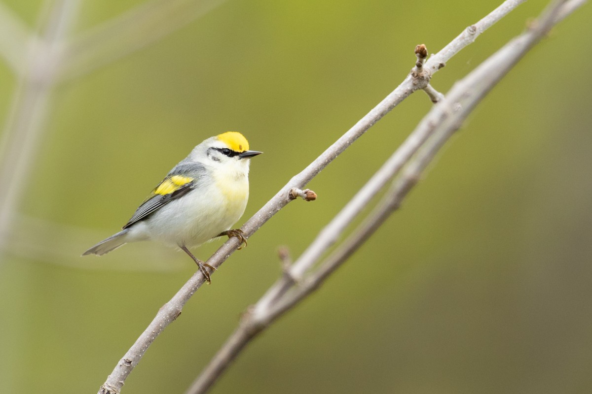 Brewster's Warbler (hybrid) - ML337382391