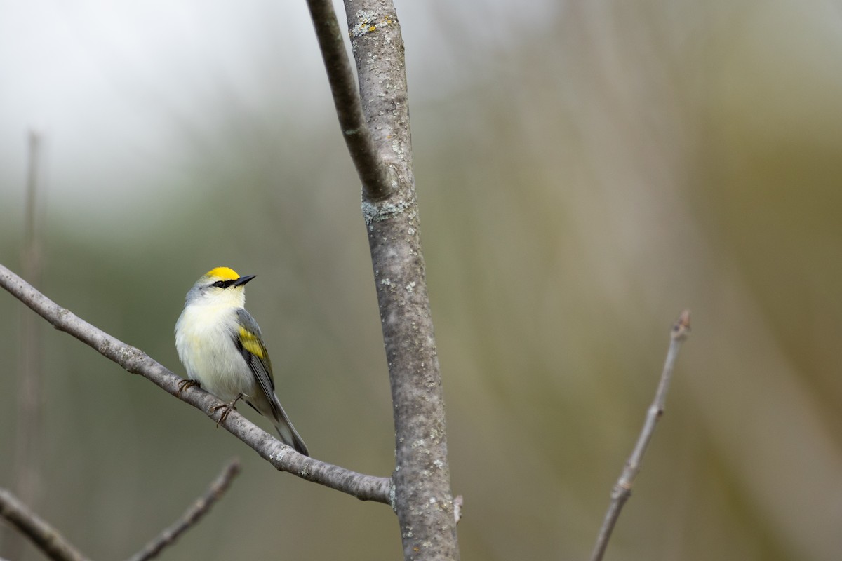 Brewster's Warbler (hybrid) - ML337382471