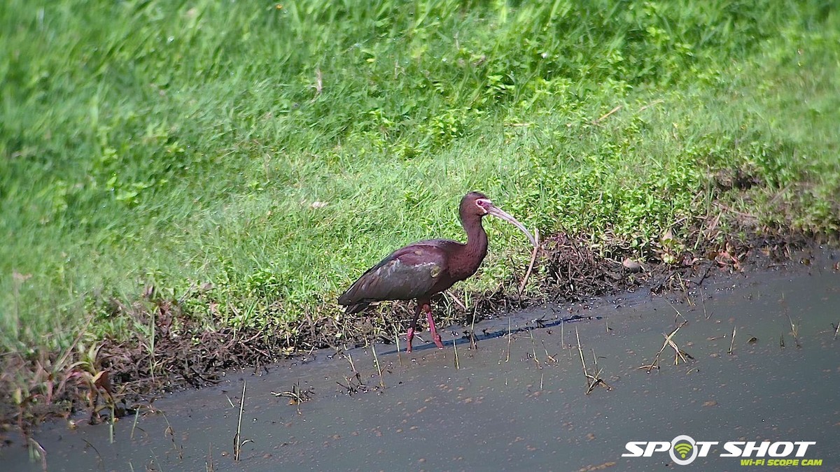 White-faced Ibis - ML337383101