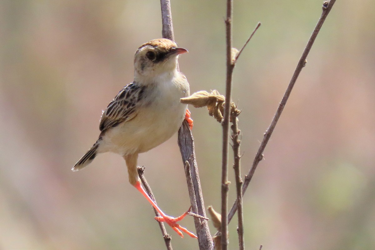 Pectoral-patch Cisticola - Audrey Whitlock