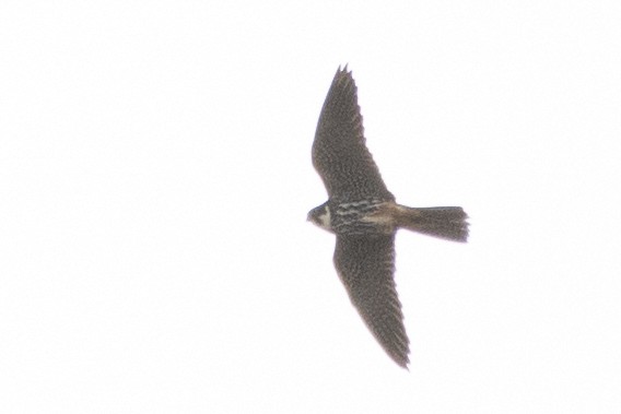 Eurasian Hobby - ML337386251