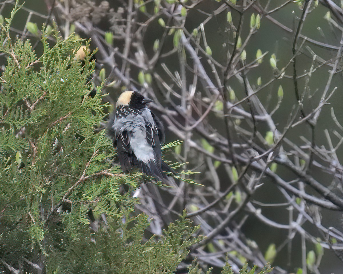 bobolink americký - ML337387951