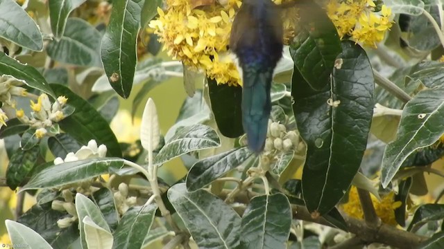 Blue-mantled Thornbill - ML337388411