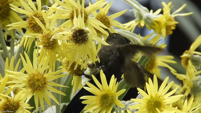 Blue-mantled Thornbill - ML337388731