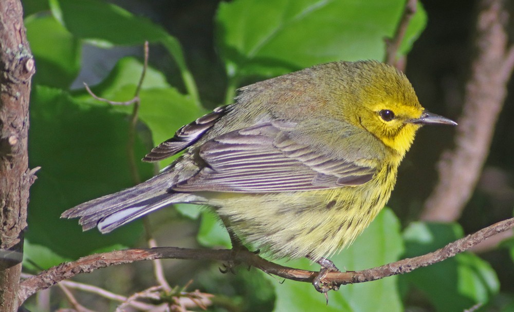 Prairie Warbler - ML337388751