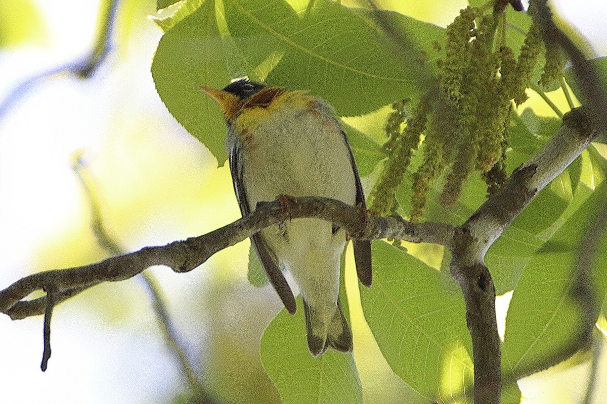 Kuzeyli Parula - ML337388791