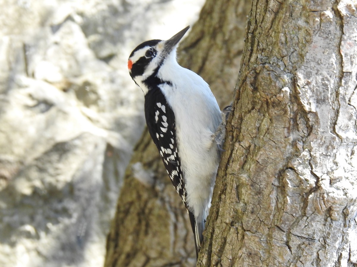 Hairy Woodpecker - ML337390961