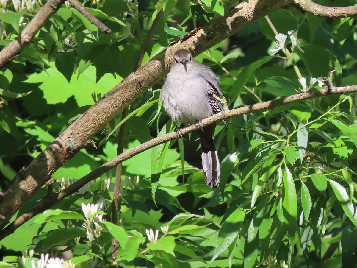 Gray Catbird - ML337392021