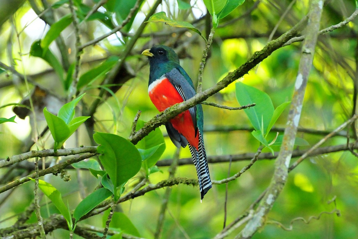 Collared Trogon - Joel Trick