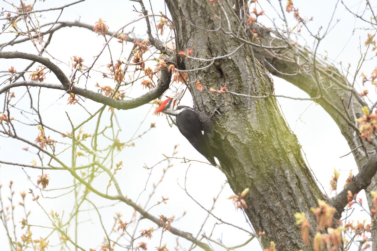 Pileated Woodpecker - ML337392411