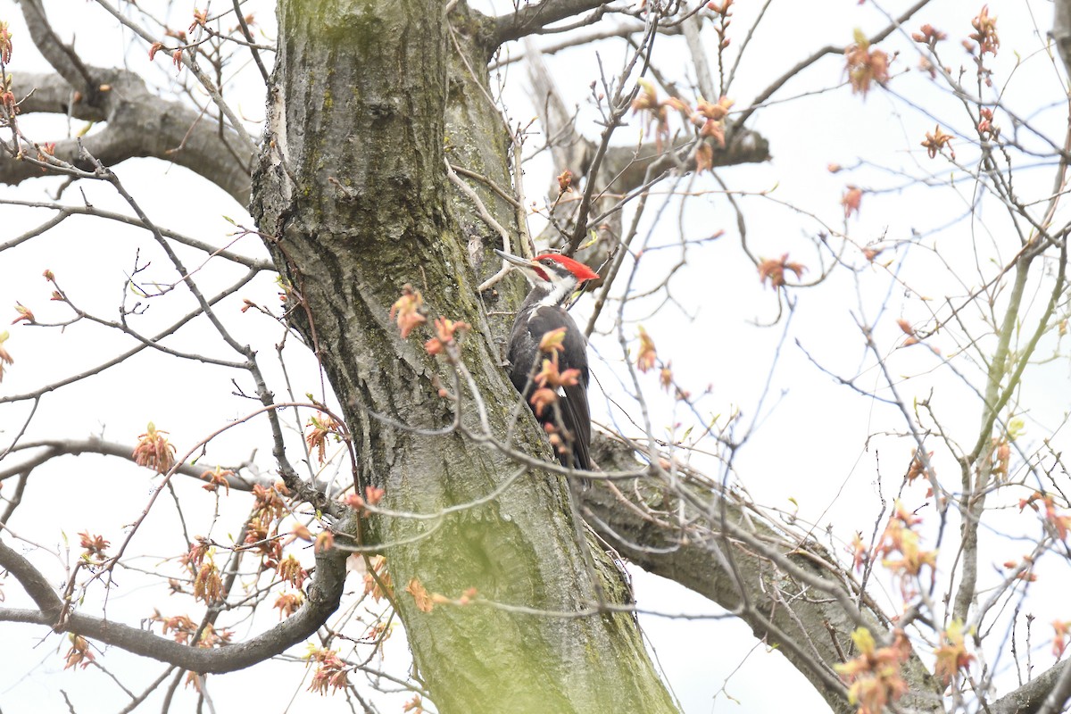 Pileated Woodpecker - ML337392421