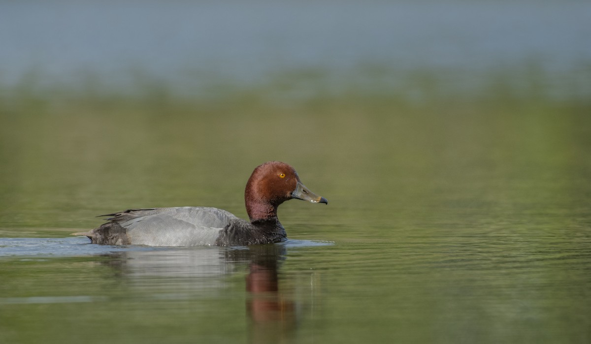 Redhead - ML337392911