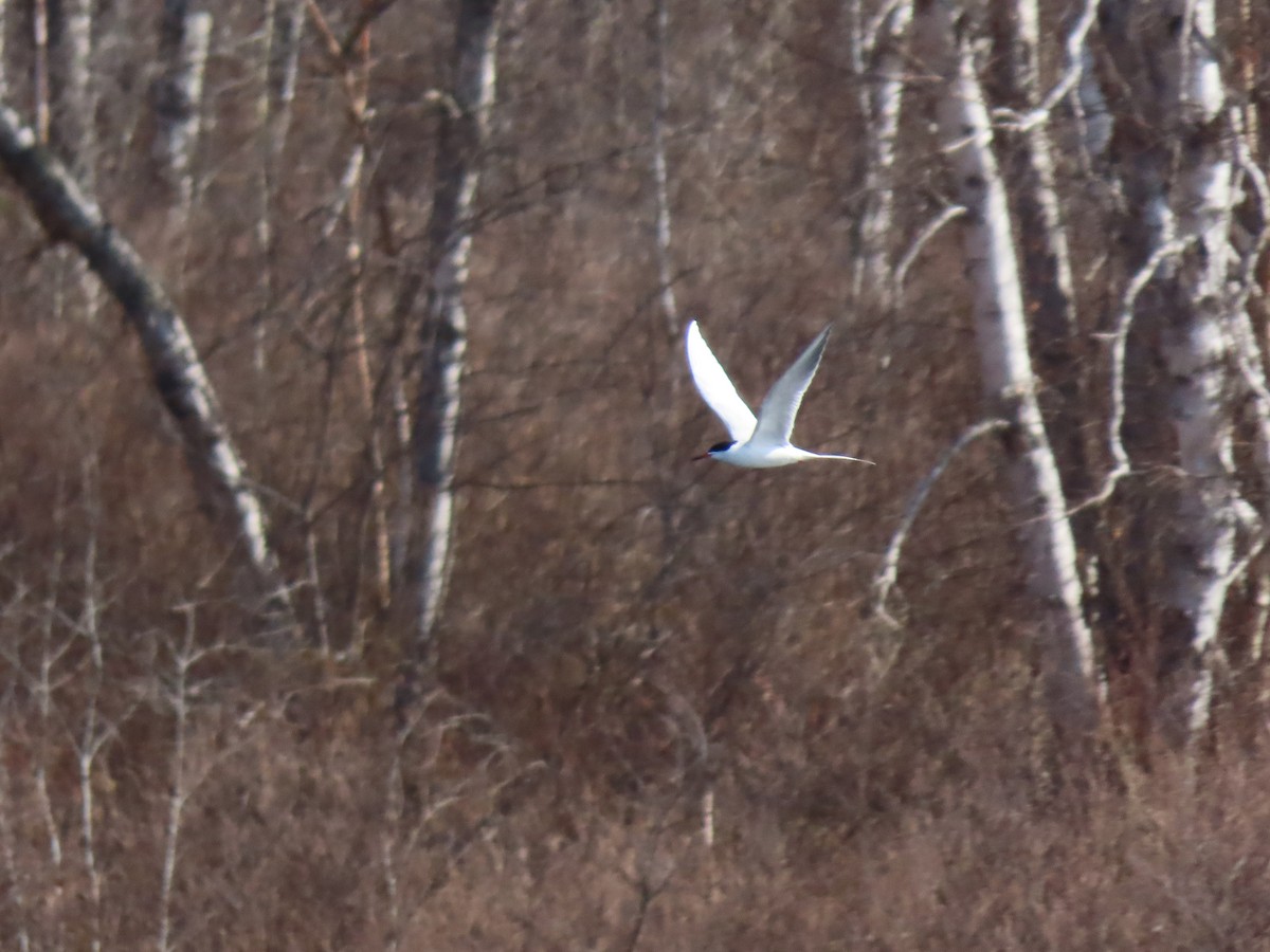 Forster's Tern - ML337392981