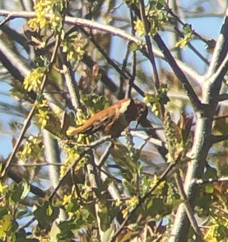 Rufous Hummingbird - ML337392991